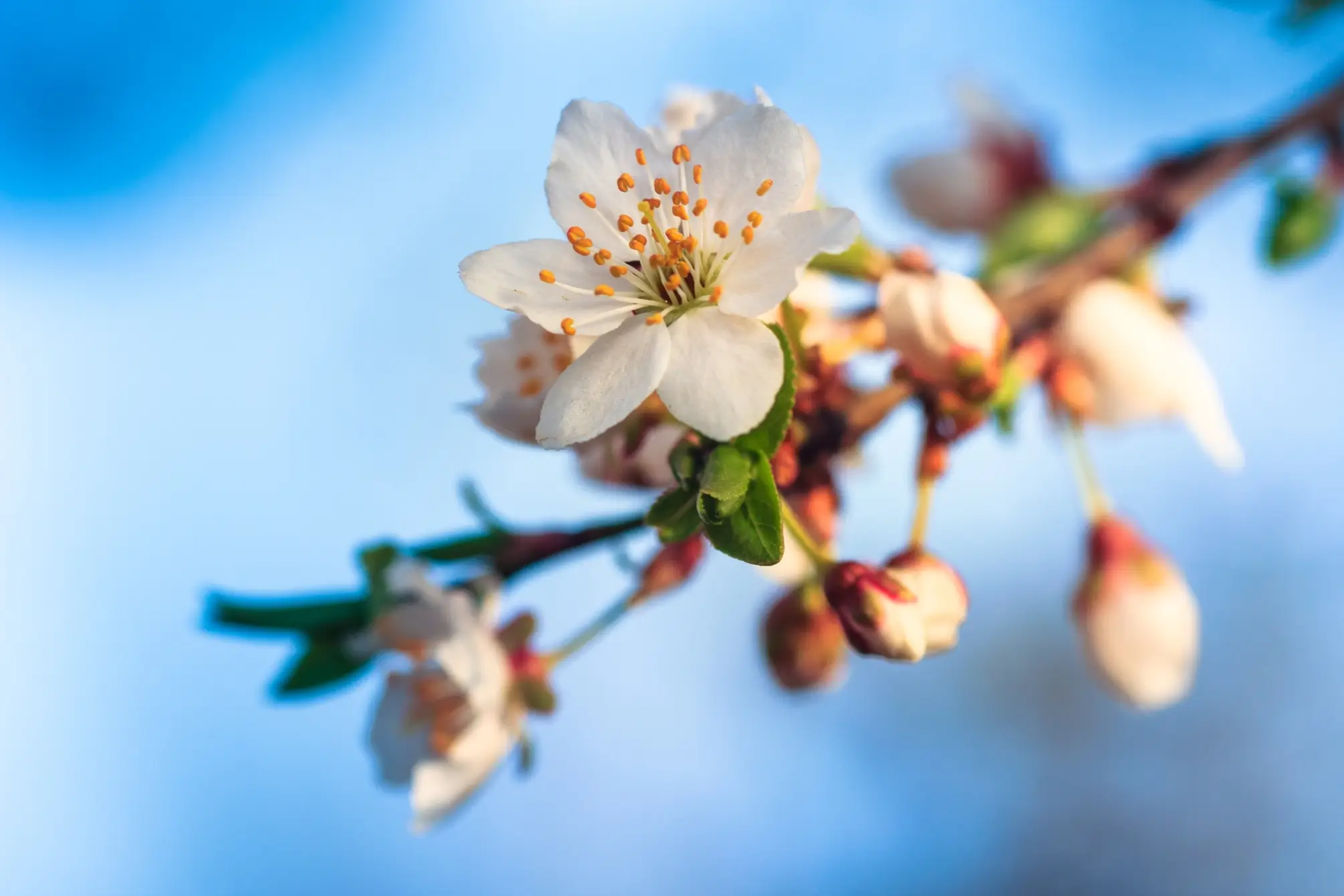JDPJ-fontainebleau Préparer sa visite