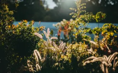 Ateliers d’Aquarelle Végétale Zen au Château de Blandy les Tours