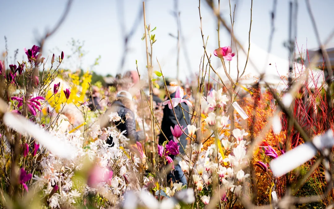 Comment composer un jardin fleuri toute l’année