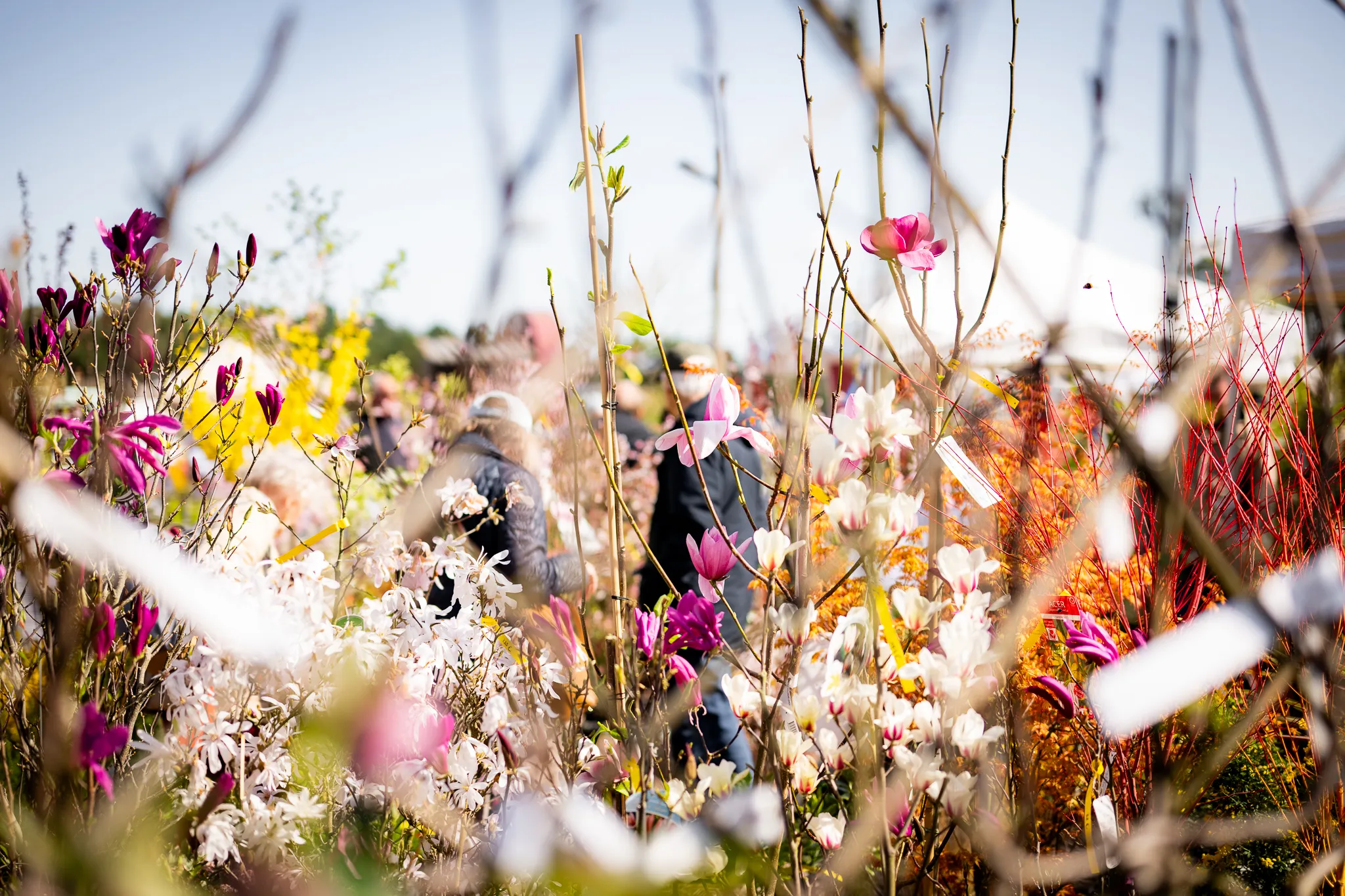 journeesdespalntesetartdujardin (10)