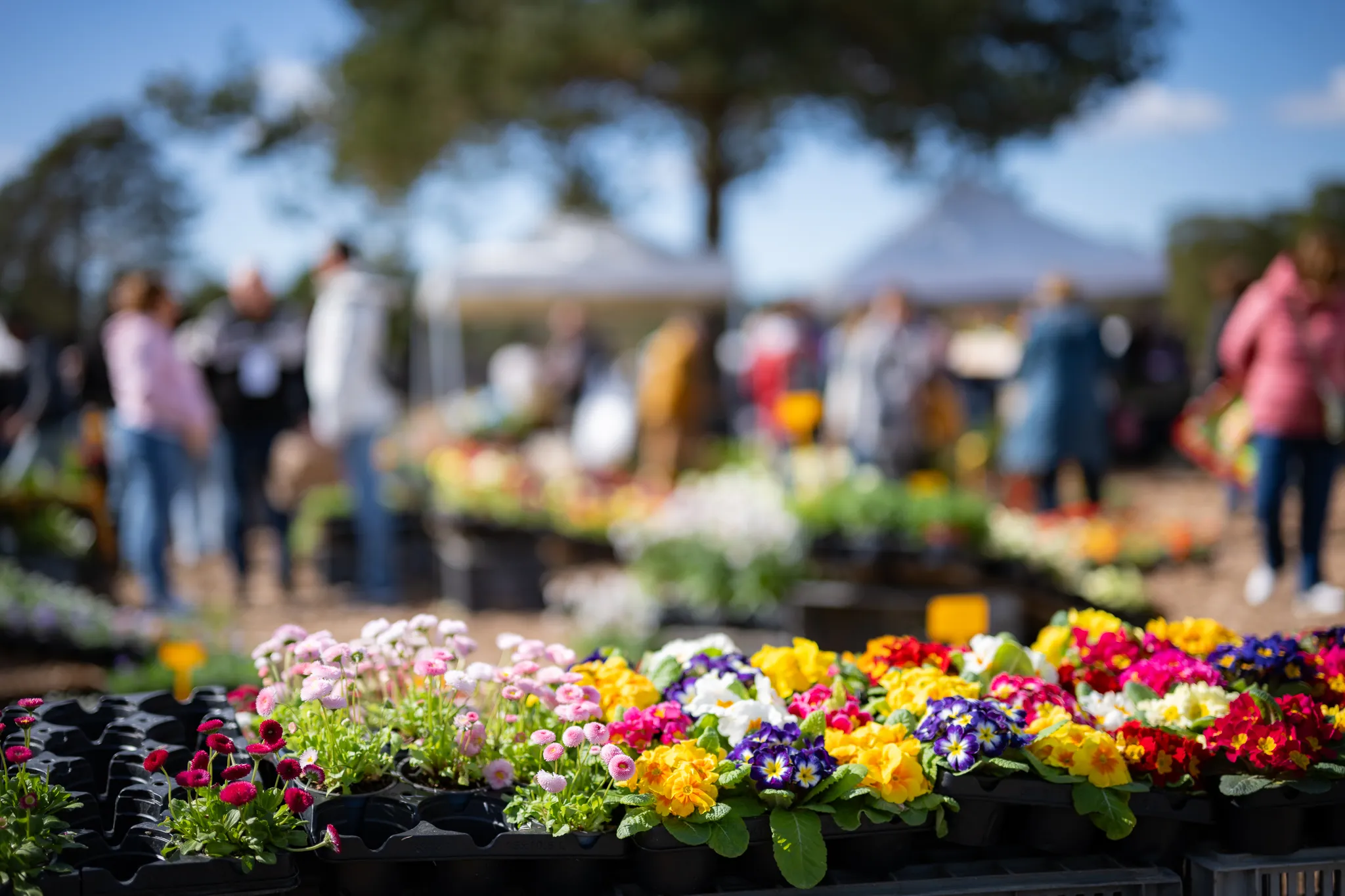 journeesdespalntesetartdujardin (30)