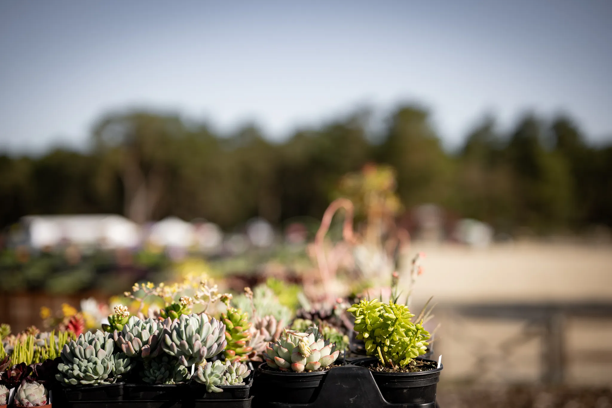 journeesdespalntesetartdujardin (94)